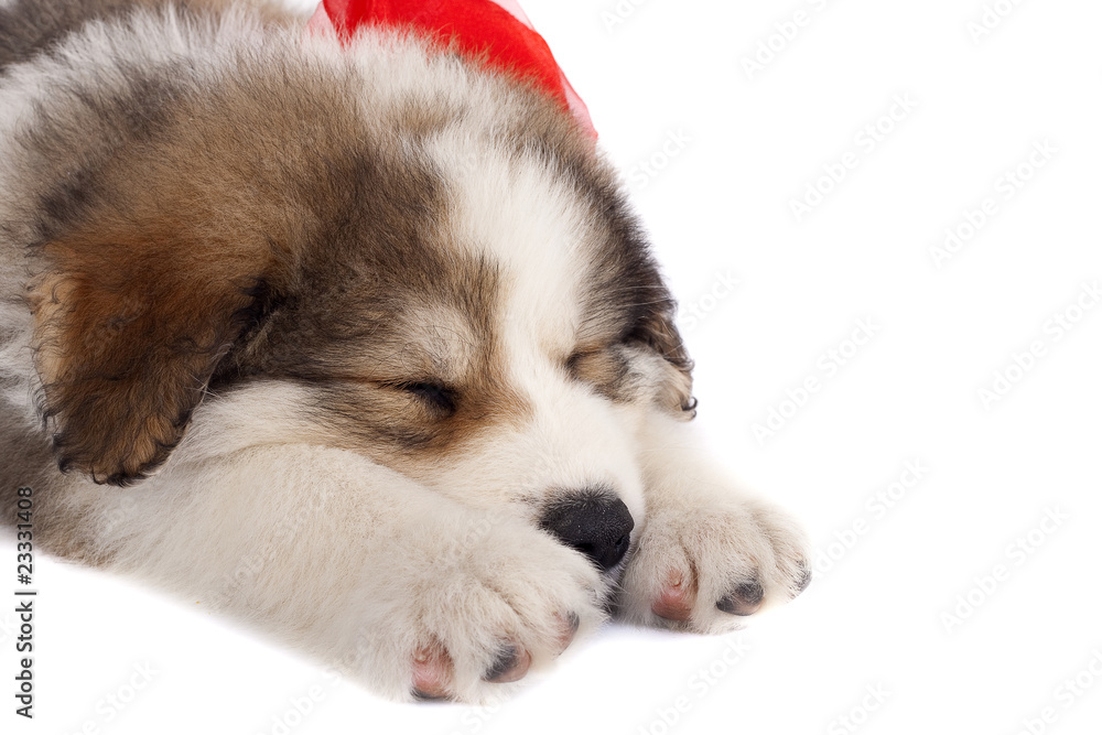 Obraz premium sleeping bucovinean shepard