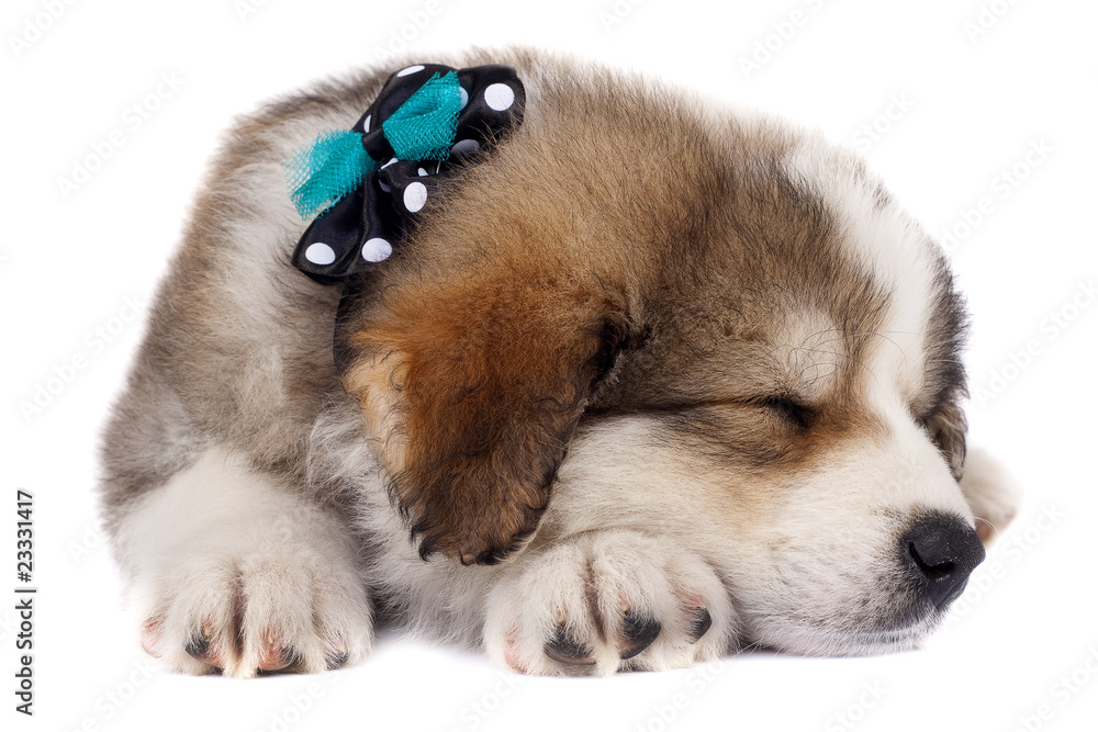 Obraz premium sleeping puppy