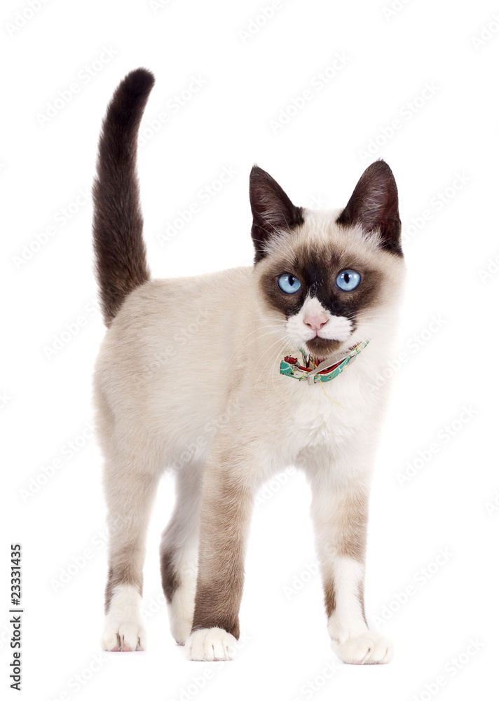Obraz premium Siamese cat standing