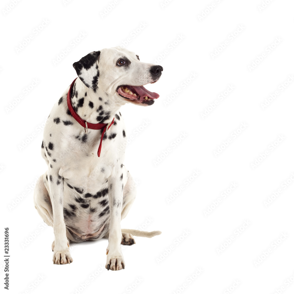 female dalmatian looking to a side