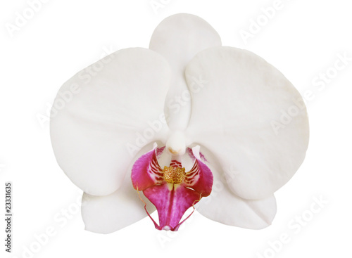 Close up white orchid on a white background