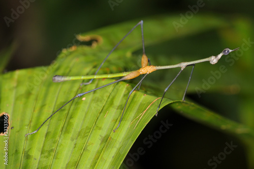 Proscopia Apioscelis bulbosa