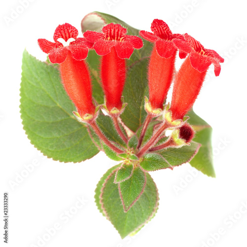 Red flowers (Kohleria Rongo) photo