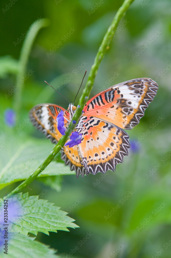 Obraz premium Butterfly