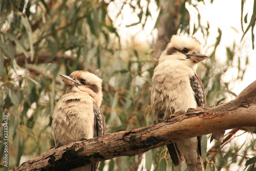 Kookaburras