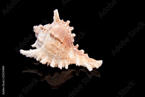 sea shell over black background