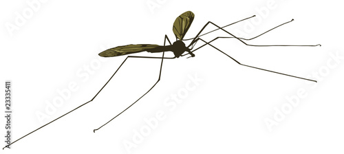 mosquito