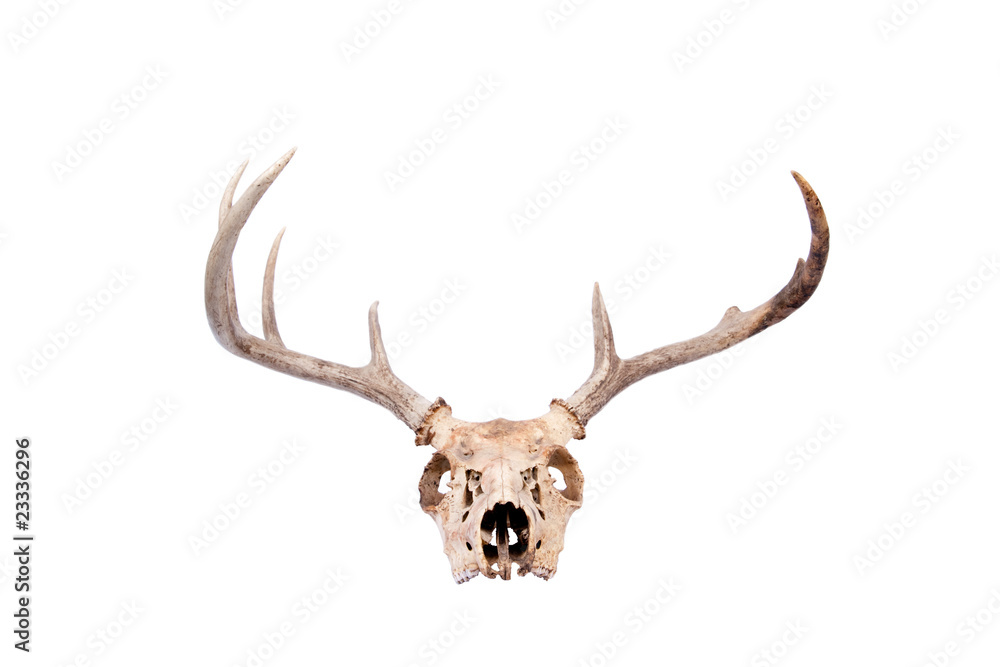 Whitetail Buck Skull Whitetail Buck Skull