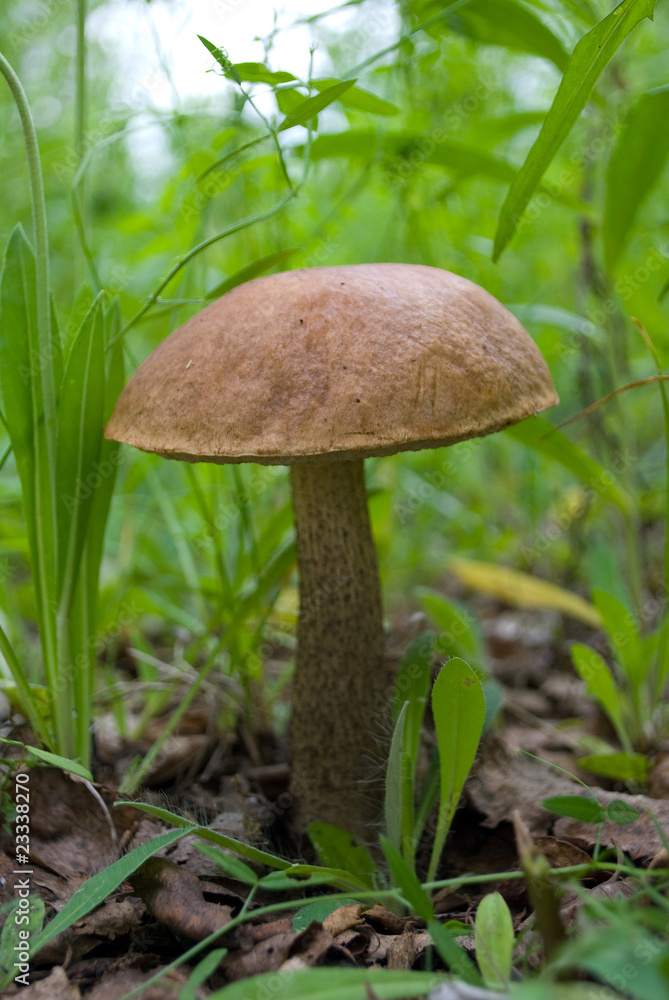 Broun cap boletus Broun cap boletus