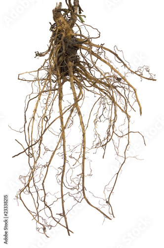 Tela Roots