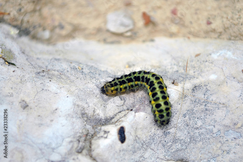caterpillar on rocks