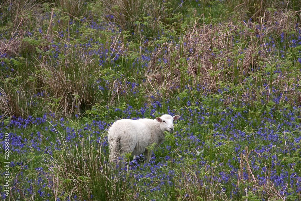 Obraz premium Cwm Pennant Views