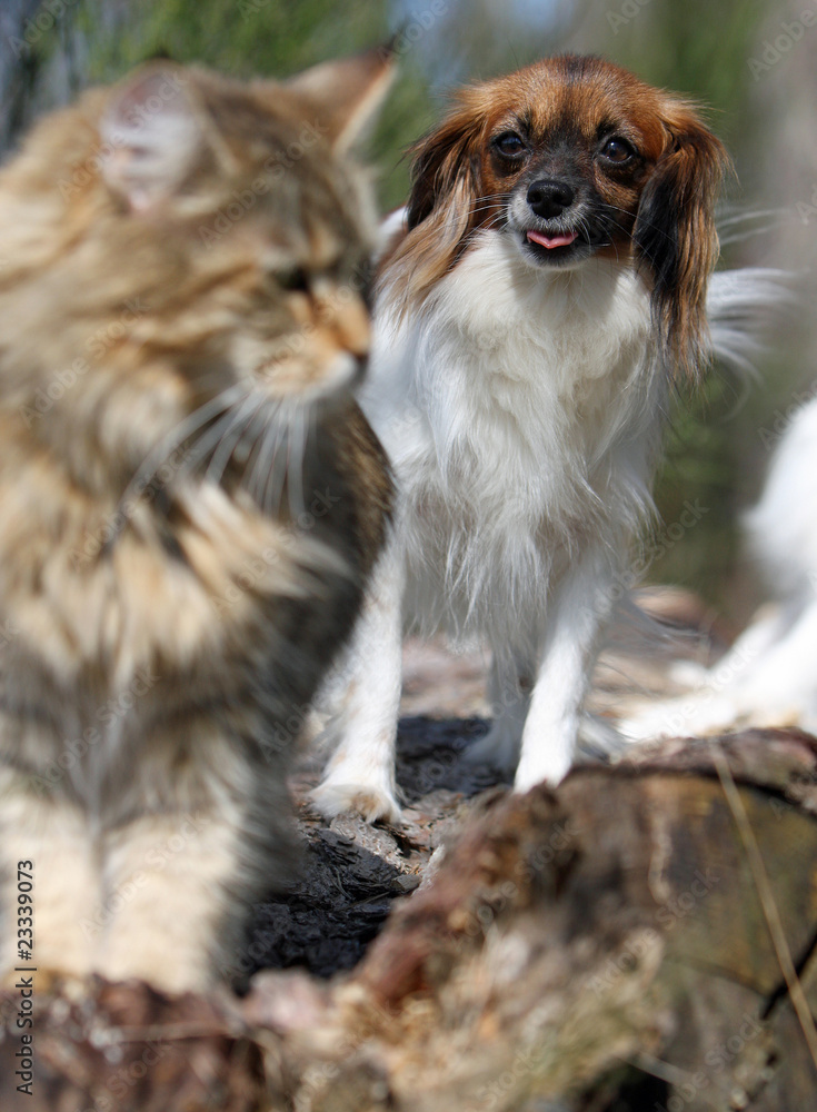 chien et chat - épagneul phalène tentant une approche