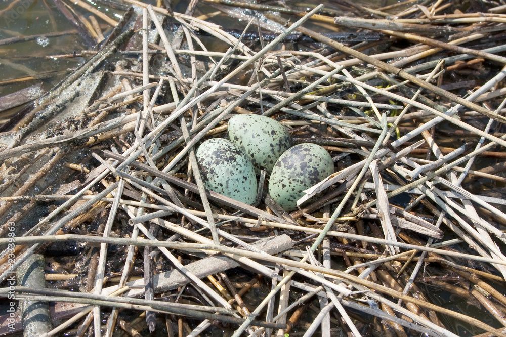 whiskered tern ( Chlidonias hybrida ) nest with eggs whiskered tern ( Chlidonias hybrida ) nest with eggs
