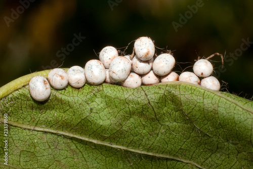 great peacock moth eggs / Saturnia pyri
