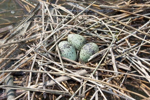 whiskered tern ( Chlidonias hybrida ) nest with eggs photo