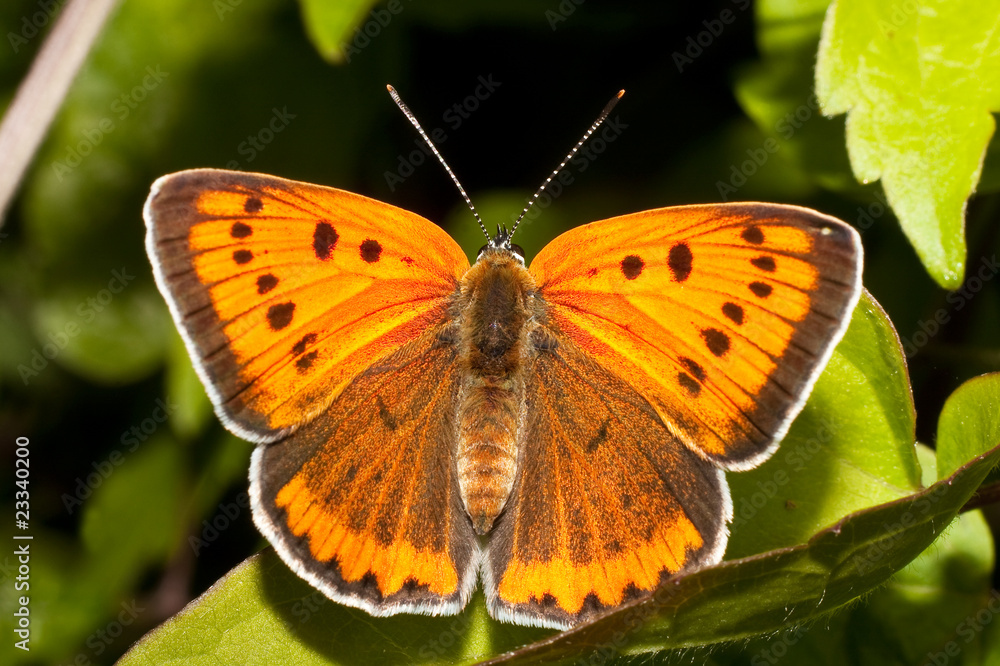 Lycaena (Chrysophanus) dispar rutilus (female) Lycaena (Chrysophanus) dispar rutilus (female)