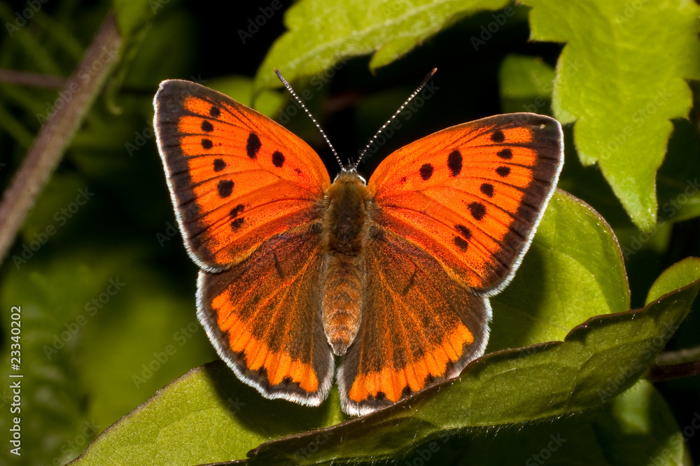 Lycaena (Chrysophanus) dispar rutilus (female) Lycaena (Chrysophanus) dispar rutilus (female)