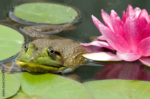 Bullfrog closeup photo