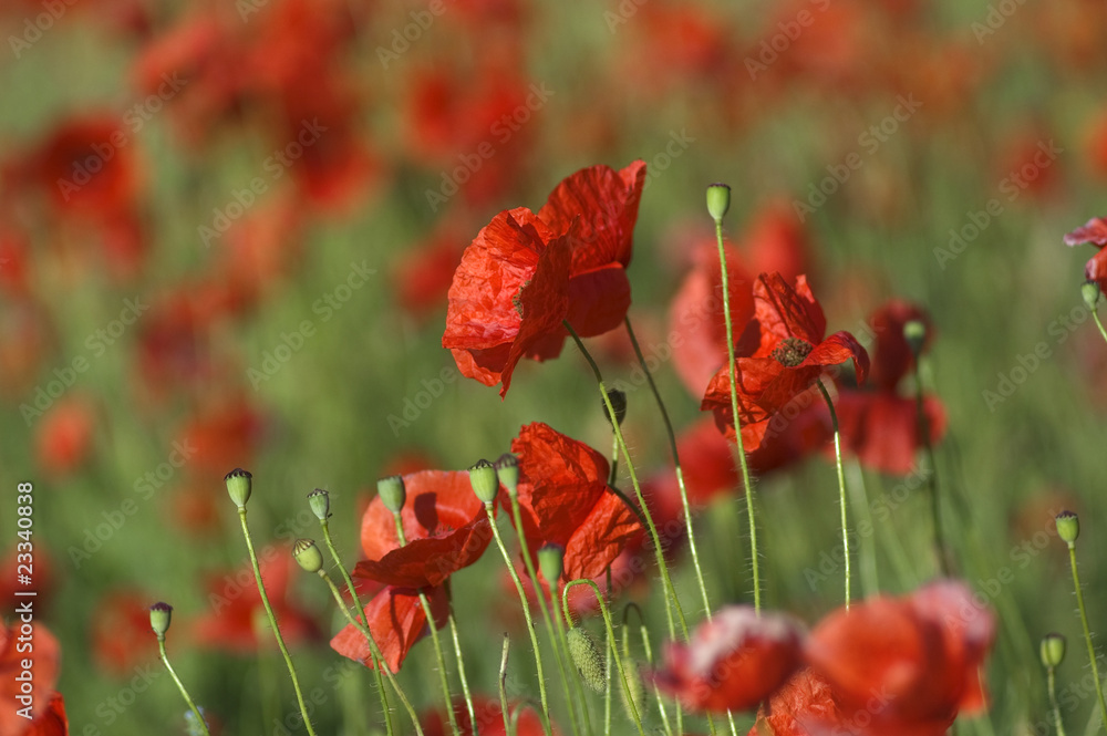 Fototapeta premium red poppies