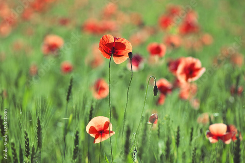 red poppies