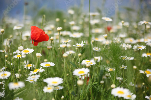 Fototapeta Naklejka Na Ścianę i Meble -  Frühlingswiese