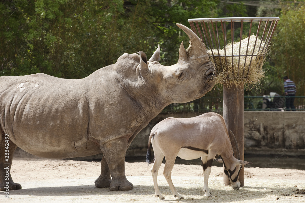 Obraz premium rhinocéros et antilope