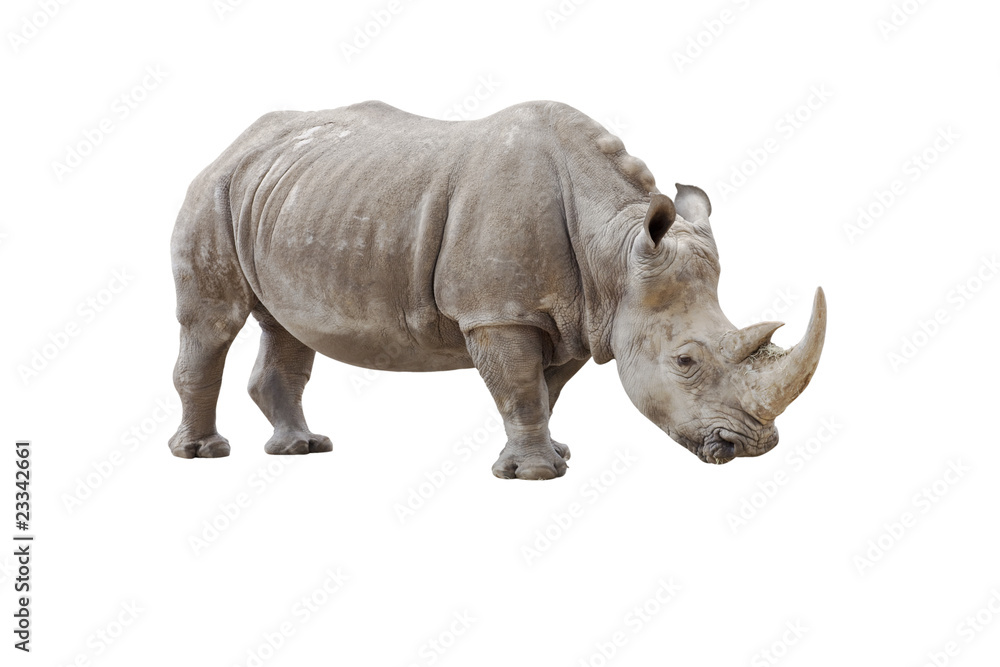 Obraz premium rhinocéros