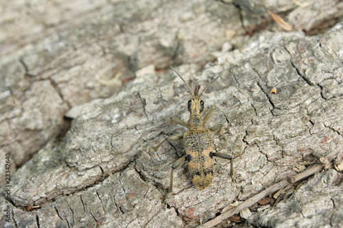 Konstfotografi Rhagie inquisitrice (Rhagium inquisitor)