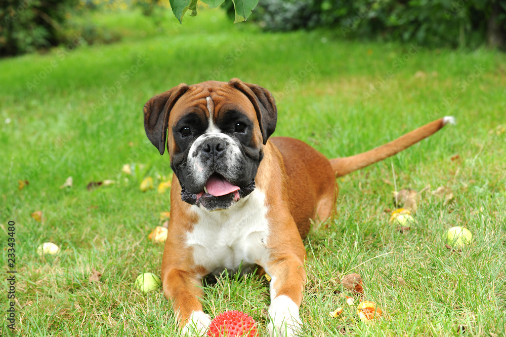 Boxer 288 Boxer 288