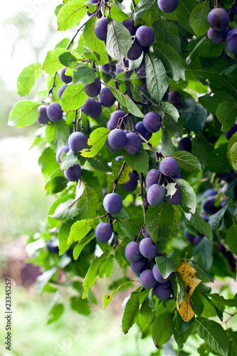 фотографія plum tree in overgrown garden