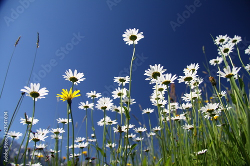 Fototapeta Naklejka Na Ścianę i Meble -  margeriten