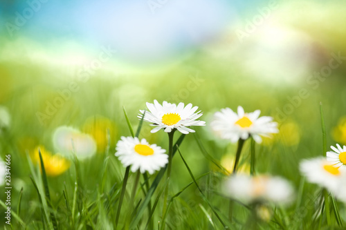 Fototapeta Naklejka Na Ścianę i Meble -  Beautiful spring flowers