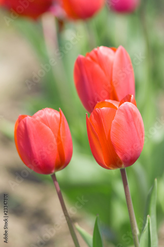 Beautiful red tulips