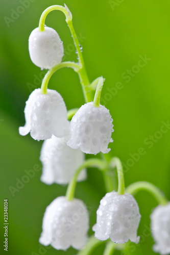 Lily of the valley with water drops