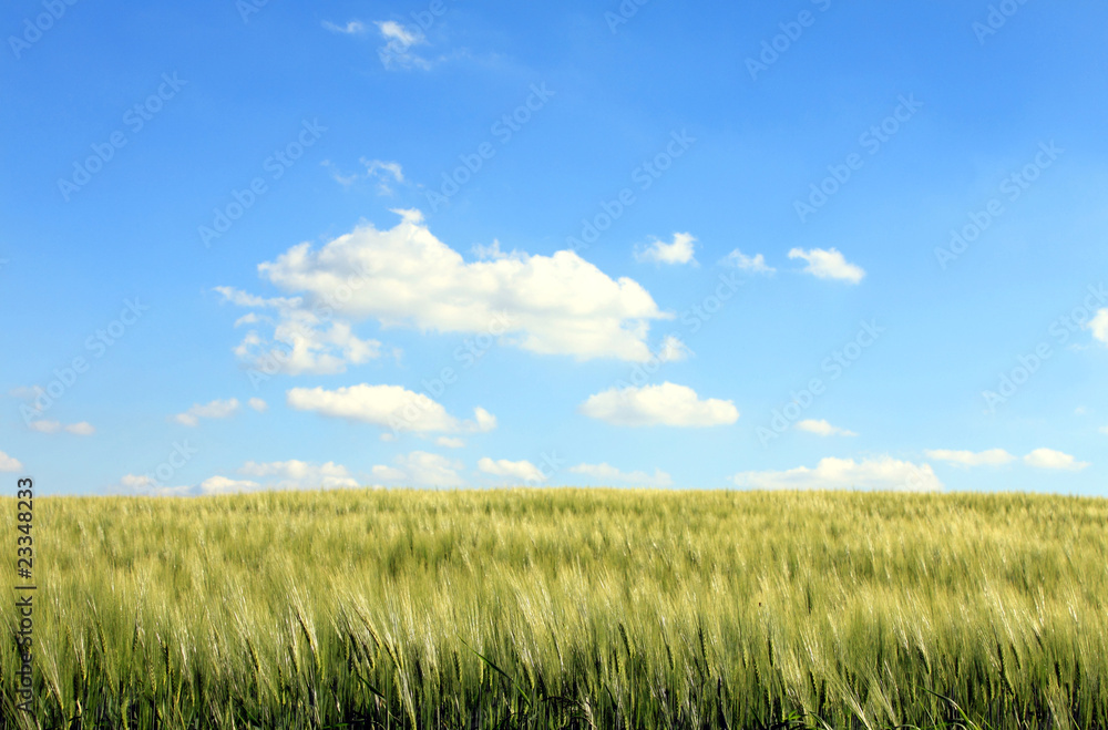 corn field and cloudy blue sky