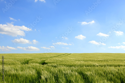 corn field and cloudy blue sky