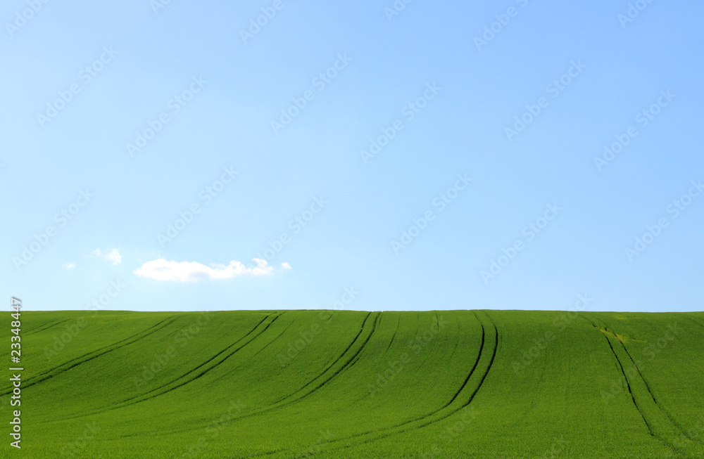 grain field and blue sky