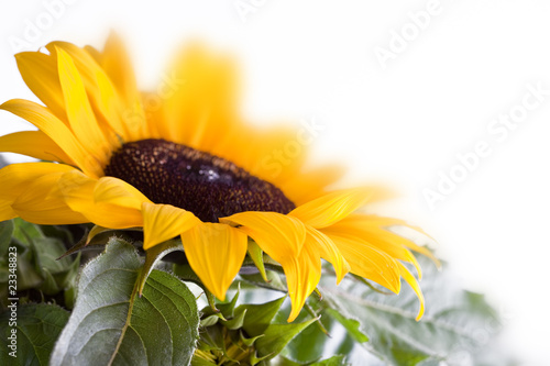 Fototapeta Naklejka Na Ścianę i Meble -  Sonnenblume Helianthus annuus