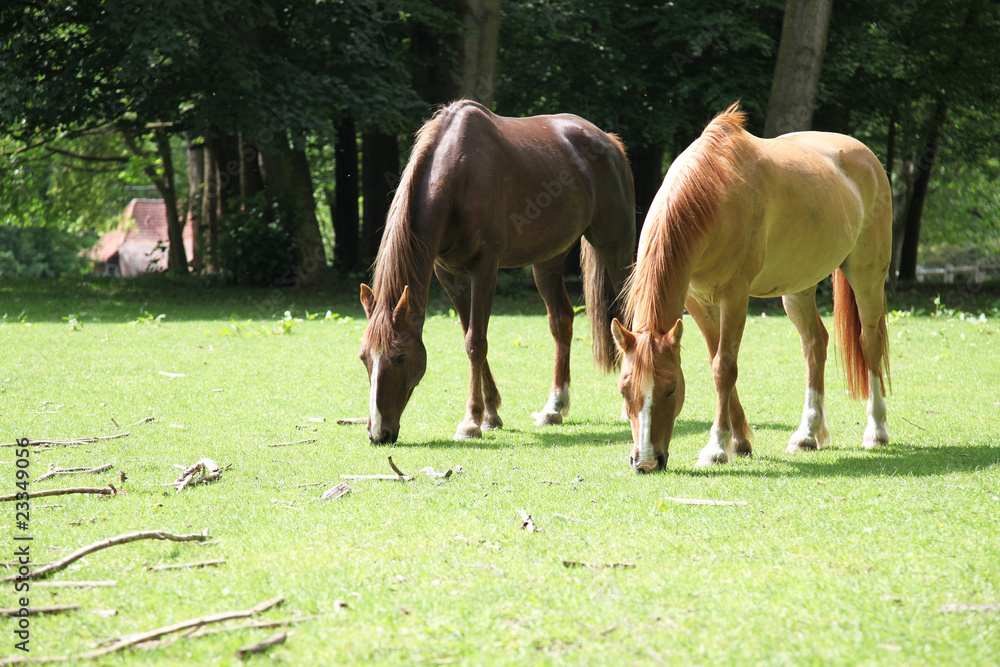 Obraz premium chevaux