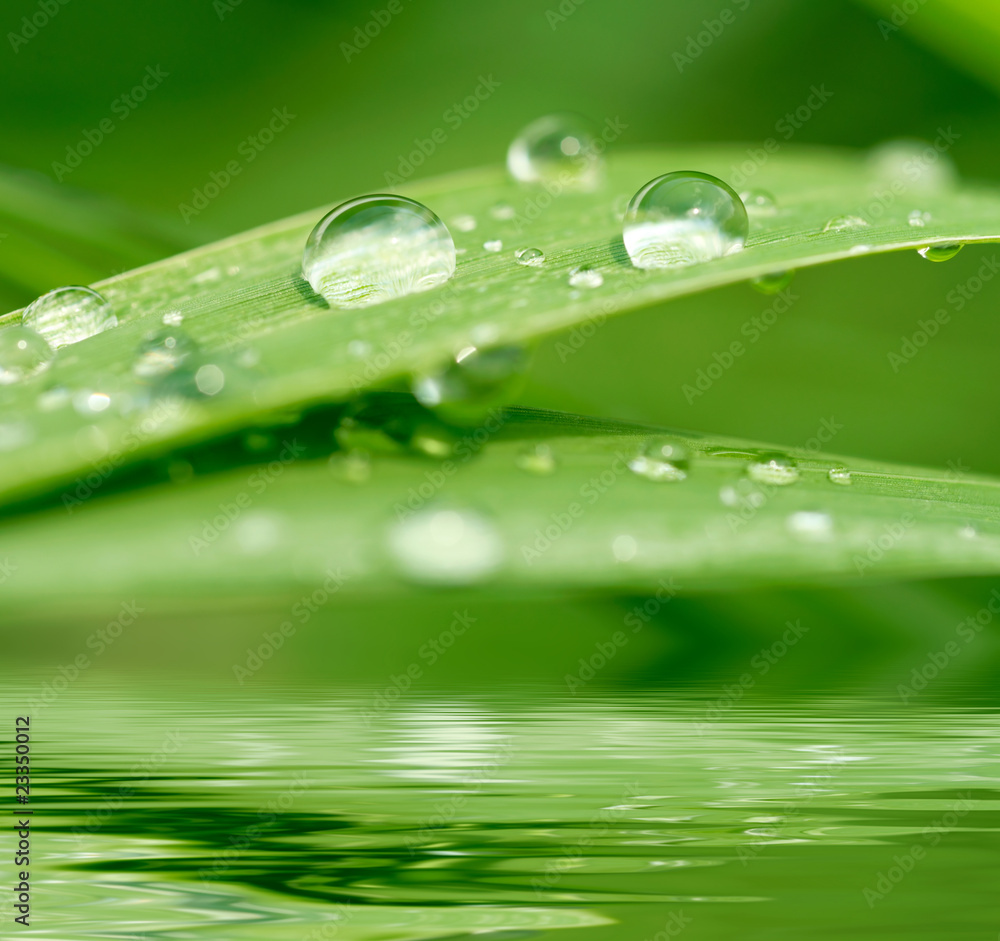 Green grass with raindrops background Green grass with raindrops background