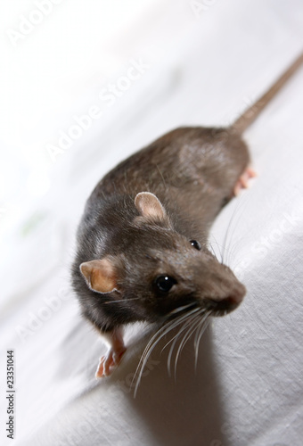 Small Rat look at you