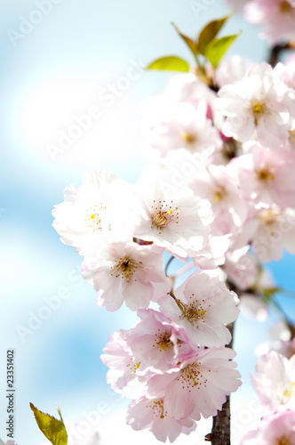 Sakura  Japanische Symbole