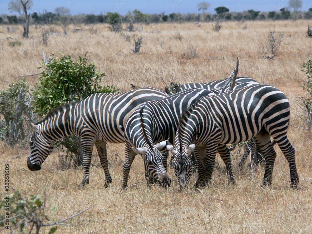 Obraz premium zebres