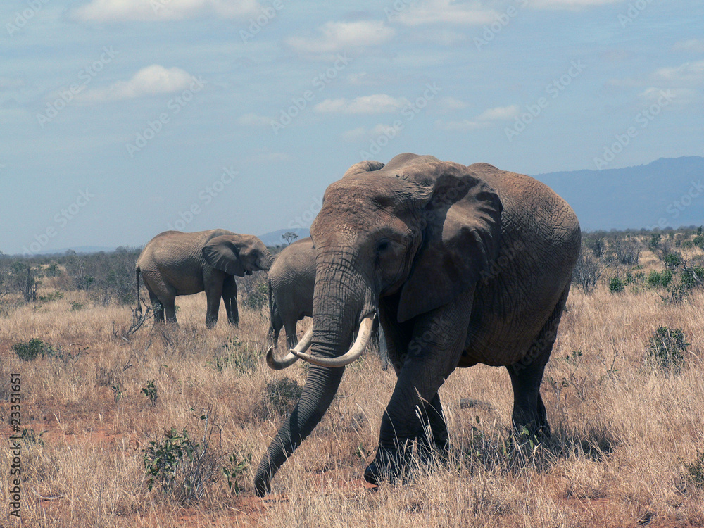 éléphants d'afrique