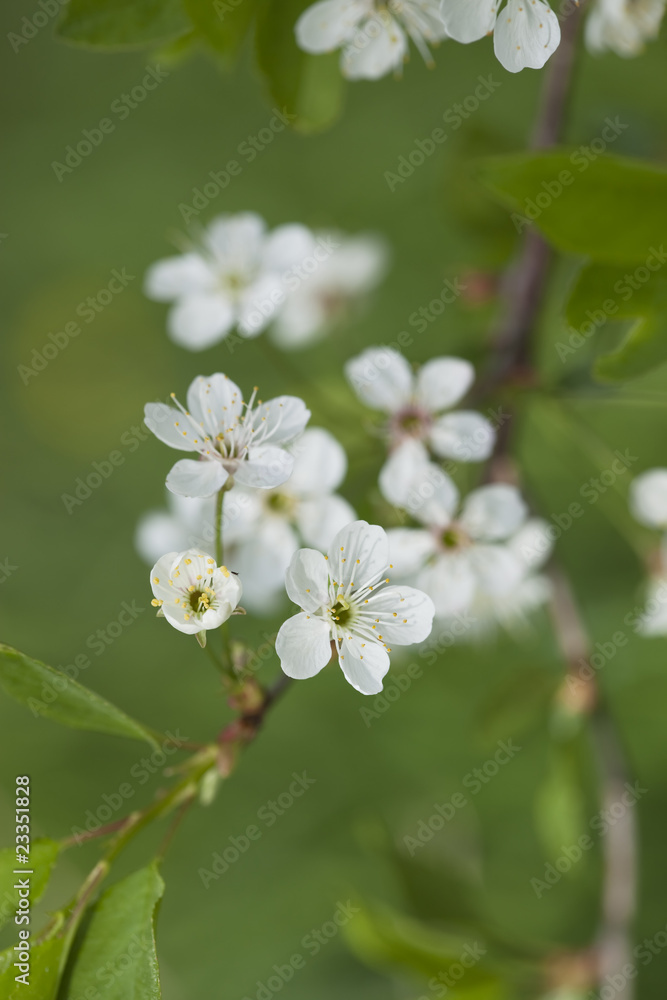 Fototapeta premium Spring apple blossoming.