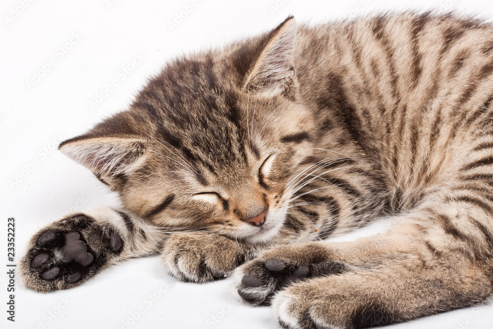 sleeping cat