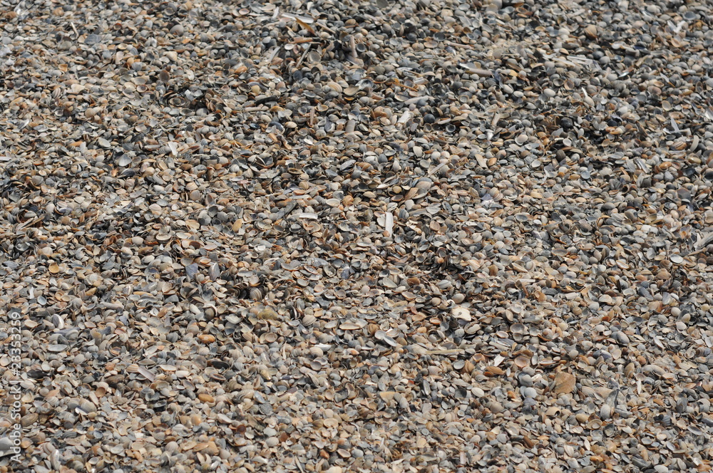 Muscheln Muscheln