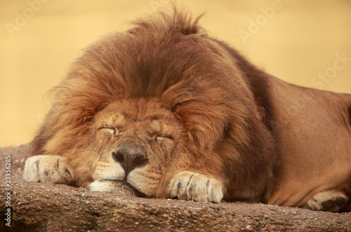 Fototapeta Naklejka Na Ścianę i Meble -  African lion sleeping on a flat stone