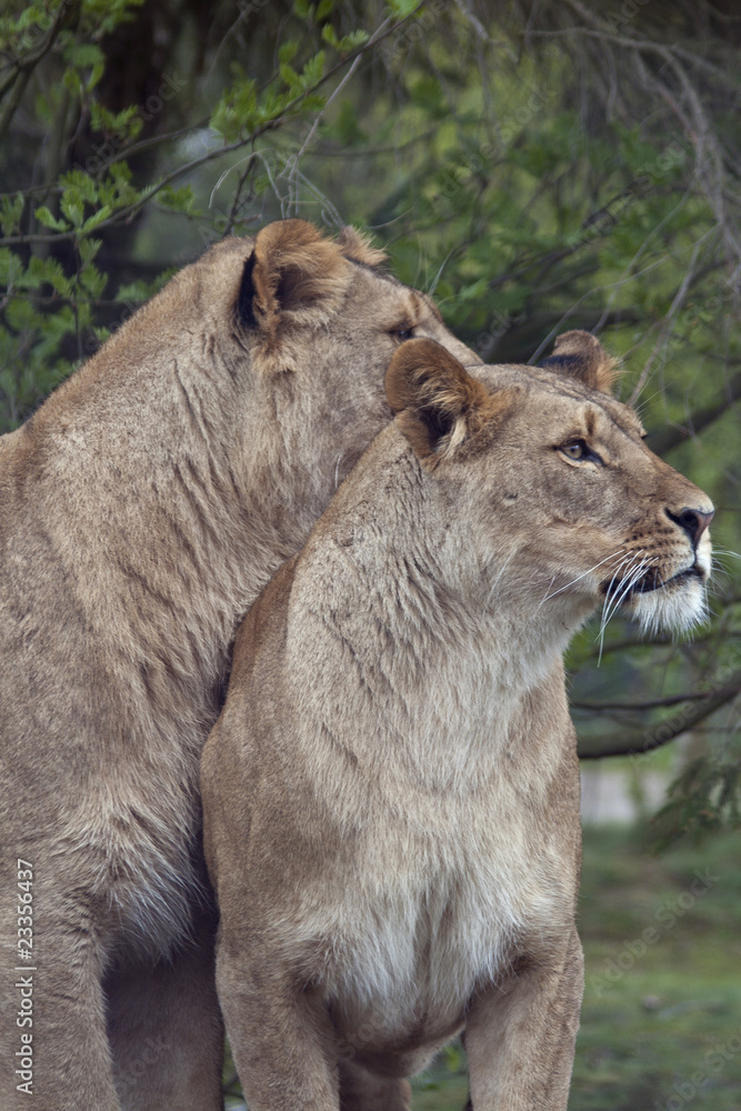 Lionesses